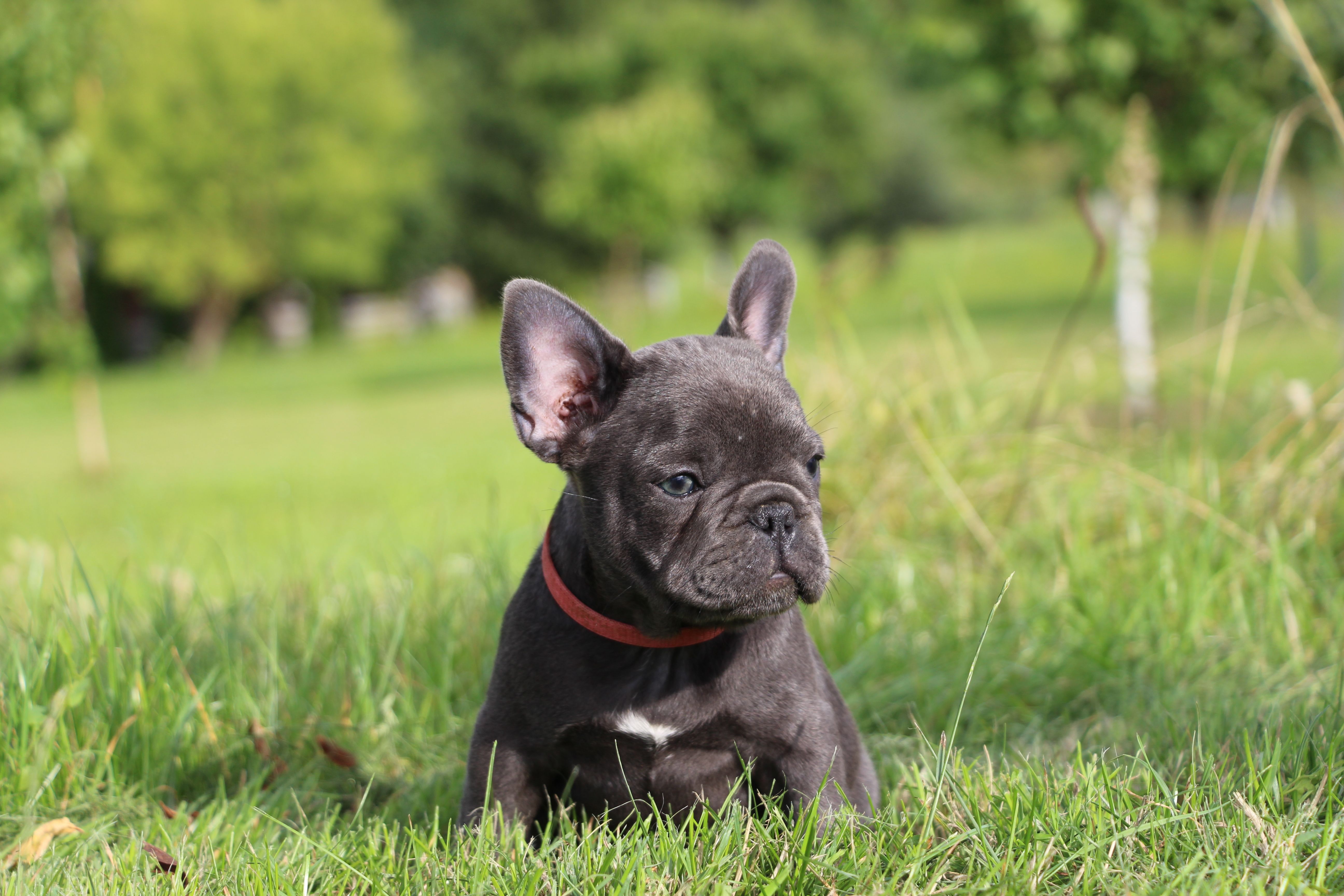 <svg class='pink'></svg> <b>Miss Little Heart</b> <svg class='pink'></svg>